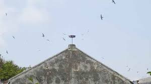 Jul 18, 2017 · dalam sebuah rumah walet di butuhkan cukup banyak tweeter untuk suara panggil di lubang masuk burung,untuk suara tarik dalam dan untuk suara inap yang berada menempel di papan sirip.pemakain tweeter untuk suara inap walet membutuhkan jumlah yang cukup banyak tergantung besarnya ruangan dan atau banyaknya papan sirip dalam ruangan tersebut.semakin banyak tweeter yang di gunakan pada tahap. Agromedia Begini Cara Meletakkan Tweeter Agar Walet Datang Dan Masuk Ke Gedung Agromedia