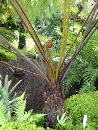 Image result for Cyathea dregei
