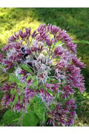 Check spelling or type a new query. Eupatorium Purpureum Sweet Joe Pye Weed