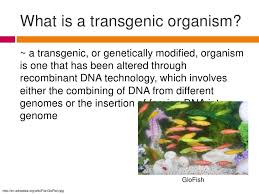A transgenic organism is a viable organism whose genome is engineered to contain a certain amount of foreign dna transgenic organism is a modern genetic technology. Transgenic Organismspp