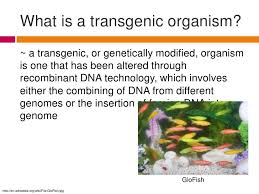 The c5 has been engineered to have resistance to a specific virus known as plum pox or sharka. Transgenic Organismspp