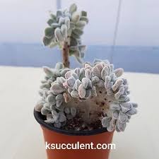 A very attractive and rare crested variety of echeveria. Echeveria Pulvinata Frosty K Cactus Succulents Facebook