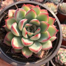 Image result for Crassulaceae