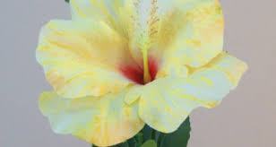 We did not find results for: Hibiscus Silk Flowers