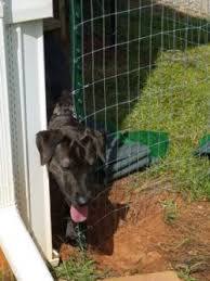 The brand is primarily aimed at the residential market and they have a complete line from the least expensive to good homeowner units. Pros And Cons Of Installing Wire Pet Fencing For Dogs Trixie Tells All