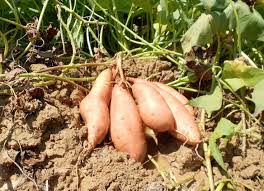 Agar tanaman dapat tumbuh seragam, ganti bibit batang yang tidak tubuh sempurna. Cara Budidaya Dan Perawatan Ubi Jalar Hasil Yang Menguntungkan