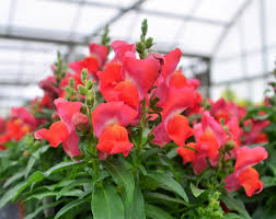Image result for Antirrhinum majus