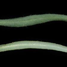 Image result for Blepharis integrifolia