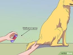 How To Calm A Male Dog When A Female Is In Heat Dog In Heat Female Dog In Heat Dog Heat Cycle
