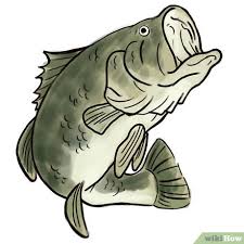 Use additional curved lines to enclose the tongue, to draw the ribbed pattern on the top of the mouth, and to create the smile line at the mouth's corner. How To Draw A Bass 6 Steps With Pictures Wikihow