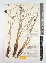 Image result for Pycreus macranthus