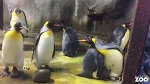 But parts of the antarctic and southern ocean are warming rapidly, which is affecting some of the. Gay Penguin Couple Keep Arguing After Adopting Baby Chick