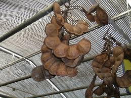 Image result for Entada stuhlmannii