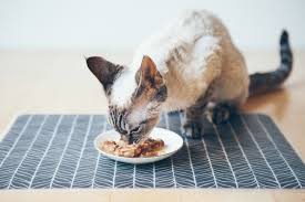 1 necoichi raised cat food bowl. The Best Cat Food Mats Of 2021 Pet Life Today