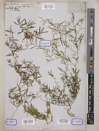 Image result for Afrohybanthus