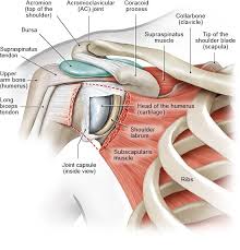 The shoulder has about eight muscles that attach to the scapula, humerus, and clavicle. How Does The Shoulder Work Informedhealth Org