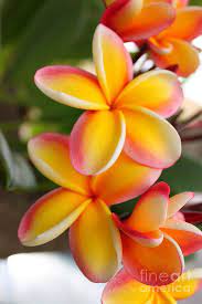 Red And Yellow Plumeria Flowers 2 Poster Zazzle Com Plumeria Flowers Amazing Flowers Flowers