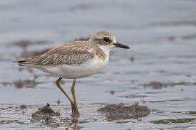 Sea Birds Of Cape Cod Greater Sand Plover Plover Duck Species Sea Birds