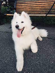 Wally The Samoyed Puppy Bestpuppyever Samoyed Dogs Samoyed Puppy Dogs