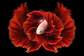 Use them in commercial designs under lifetime, perpetual & worldwide rights. Pink Betta Stock Photos And Royalty Free Images Vectors And Illustrations Adobe Stock