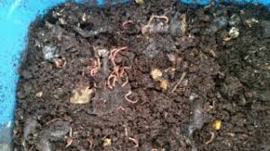 All my remaining grounds have simply been sitting in (partially open) tub in my backyard ever since. How To Create And Maintain An Indoor Worm Composting Bin Us Epa