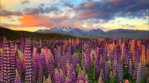 Landscape Photography New Zealand Lupins Flowers Landscape Photography Landscape Photography Tours