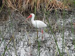 Bird Photos Birding Sites Bird Information White Ibis Celery Fields Sarasota Florida 3 29 2 Bird Photo Bird Photography Sarasota Florida