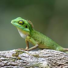 Image result for Blotiella crenata