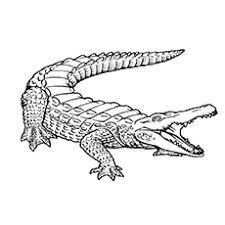Incorporating alligators in your child's kindergarten projects, birthday parties and even development activities like coloring would be highly appealing to them. Top 25 Free Printable Alligator Coloring Pages Online