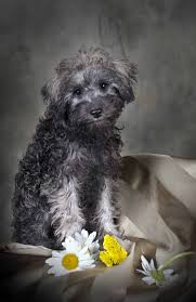 Check spelling or type a new query. Poodle Mixes The Twenty Most Popular Doodle Dogs