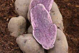 Purple And Blue Potatoes Florissa