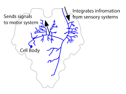 Relay neurones are only found in the brain, visual system and spinal cord. Interneuron Wikipedia