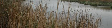 Glyphosate products like rodeo, aquamaster. Aquatic Weed Control Weed Management Principles Kentucky Pesticide Safety Education