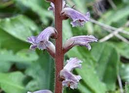 Image result for Orobanchaceae