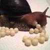 Also know, can mystery snail eggs hatch in water? Https Encrypted Tbn0 Gstatic Com Images Q Tbn And9gcrz900p0jcklukumzrqoxofiwefckaqidv4poy Jfiireqblwhm Usqp Cau