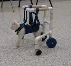 How to make a cat wheelchair: 9 Cat Wheelchair Designs Ideas Wheelchair Cats Pets