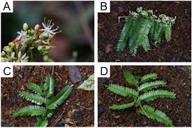 Image result for Tessmannia burttii
