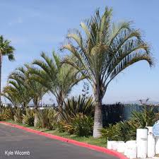 Image result for Dypsis