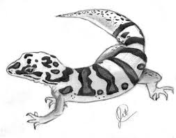 Black And White Leopard Gecko Drawing Leopard Gecko Hipster Drawings Leopard Gecko Gecko