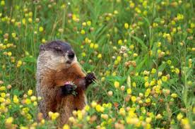 Epsom salt helps keep your washer running efficiently by removing unwanted gunk. How To Use Epsom Salts To Keep Woodchucks Away From A Vegetable Garden Hunker Get Rid Of Groundhogs Groundhog Animals