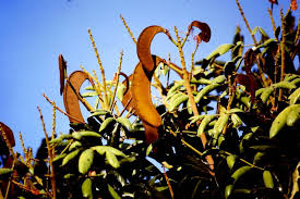 Image result for Berlinia