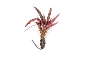 Image result for Brachystegia longifolia