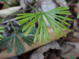 Image result for Actiniopteris radiata