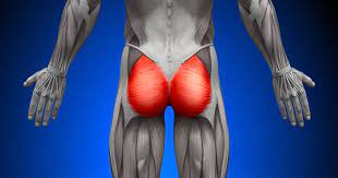 #muscles of the lower back and buttocks diagram Butt Ology 101 How To Enhance Your Gluteal Muscles Breaking Muscle