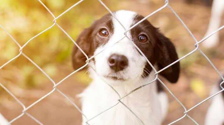 Resultado de imagen para cough dogs"