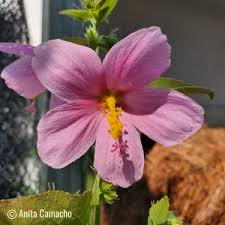 Image result for Kosteletzkya