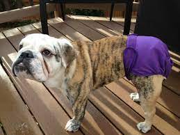 How Long Does A Dog Stay In Heat The Estrus Cycle By Adog House Medium
