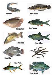 Ikan pari air tawar ini mempunyai harga $ 300 (4.200.000 rupiah) untuk ikan pari muda dan hingga asal usul ikan louhan ini sebenarnya adalah hibrida dari empat spesies cichlid amerika tengah ikan itu dijual pada 2009 seharga $ 600.000 di malaysia. Short Rods Jenis Jenis Ikan The Type Of Fish