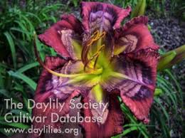 Planting and growing tips below! The Lily Auction The Fun Daylily Marketplace