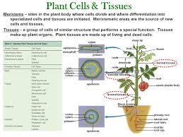 We did not find results for: Plant Structure Cells Tissues Organs Meristems Growth Ppt Video Online Download